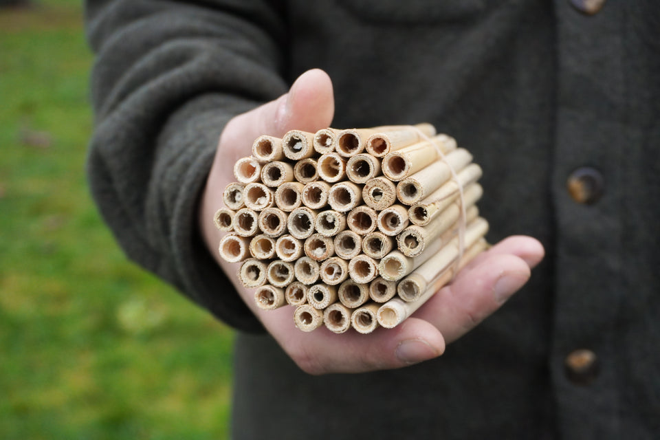 Small Natural Reeds (50)