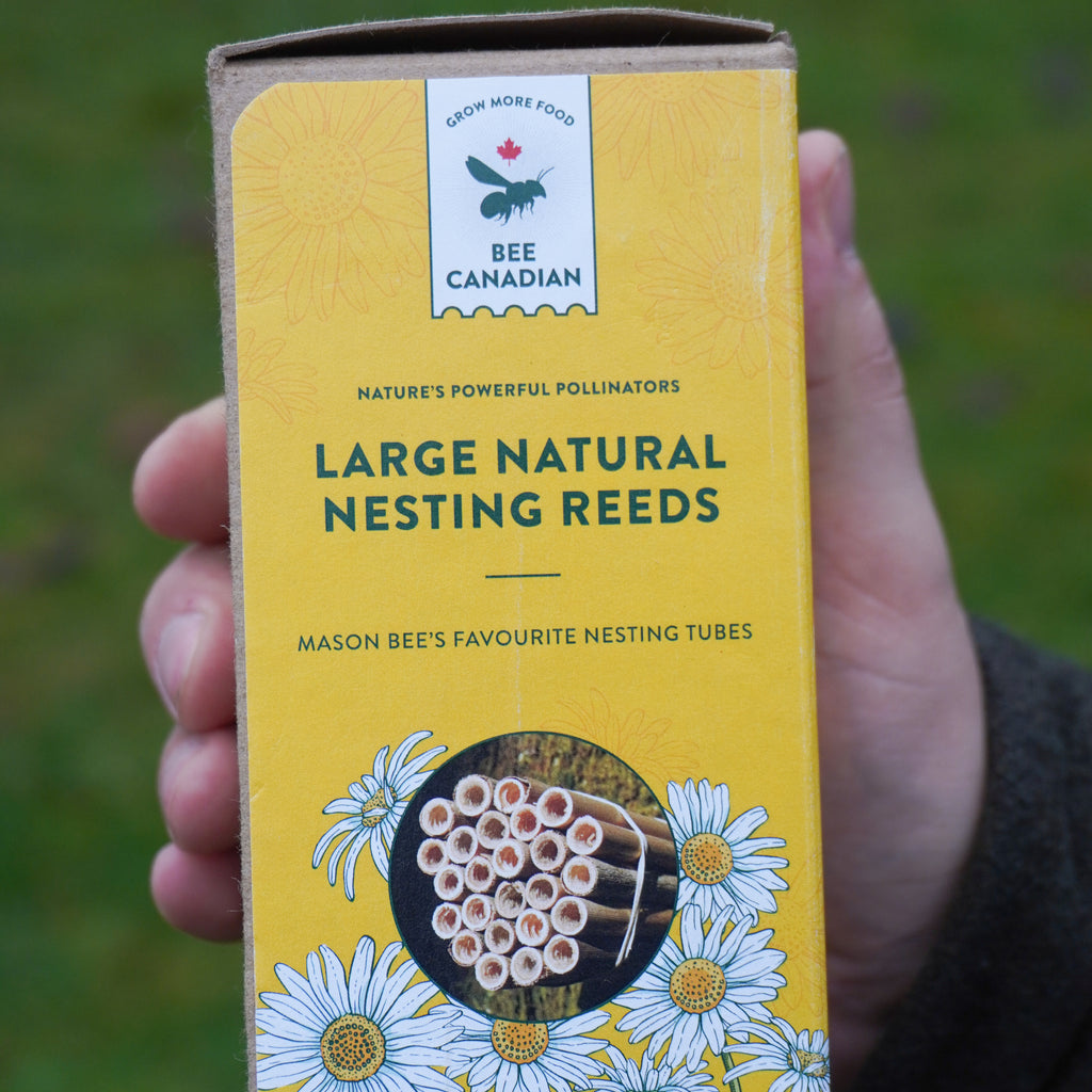 Large Natural Reeds (36) – West Coast Seeds