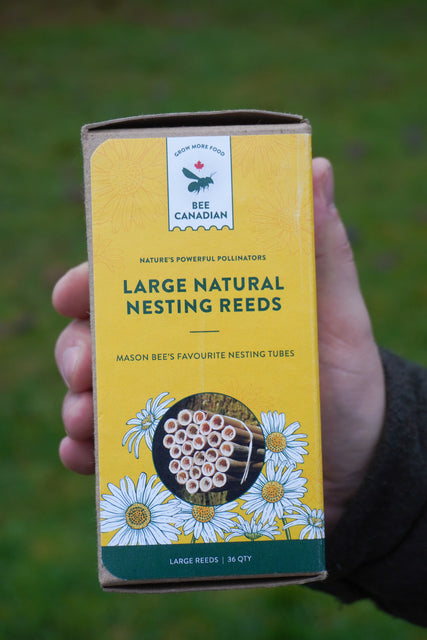 Large Natural Reeds (36)