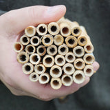 Large Natural Reeds (36)