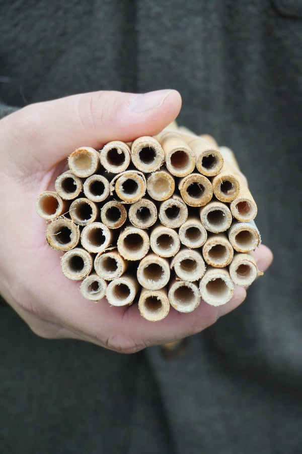 Large Natural Reeds (36)