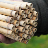 Large Natural Reeds (36)