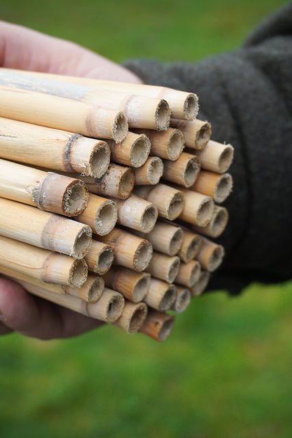 Large Natural Reeds (36)