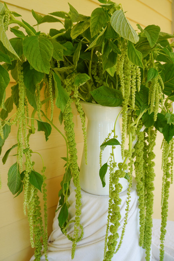 Amaranth Grain Flour Amaranth Tailed Seeds - 300 Seeds For Planting Edible Ornamental L 912121
