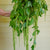 Green Tails