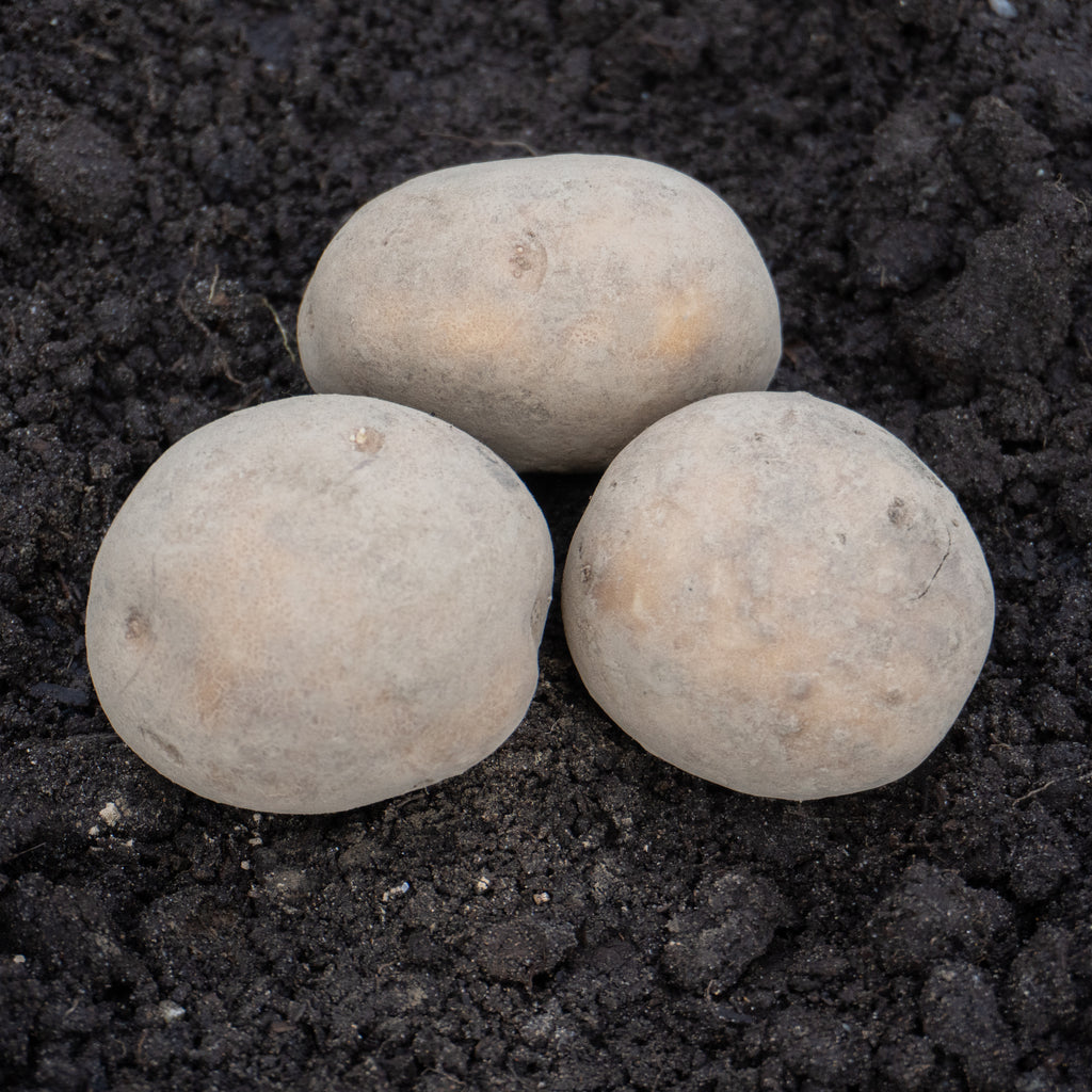 Yukon Gold Organic Seed Potatoes – West Coast Seeds
