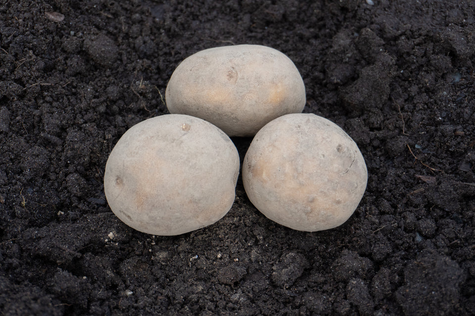 Yukon Gold Organic Seed Potatoes West Coast Seeds Yukon Gold Organic Seed Potatoes West Coast Seeds