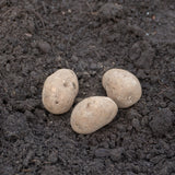 GemStar Russet Organic