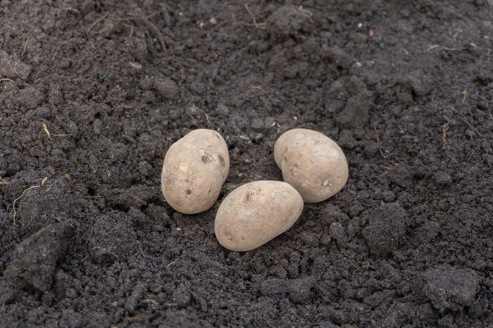 GemStar Russet Organic