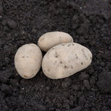 Sieglinde Organic