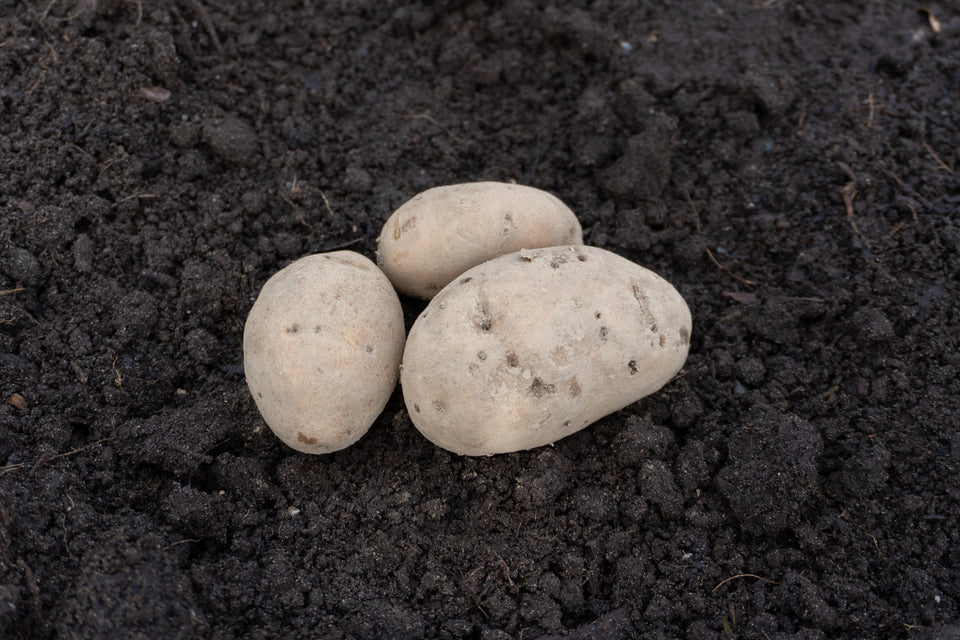 Sieglinde Organic