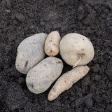 Potato Mix Organic