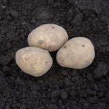 Kennebec Organic