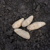 La Ratte Fingerling Organic