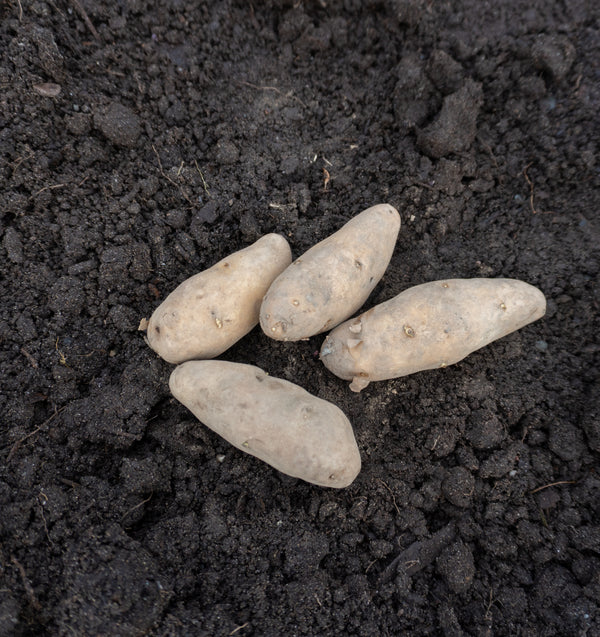 La Ratte Fingerling Organic