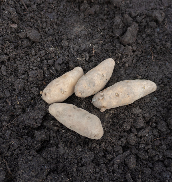 La Ratte Fingerling Organic