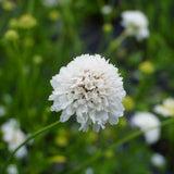 Snowmaiden