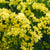 Lemon Yellow Bonduelli