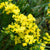 Lemon Yellow Bonduelli