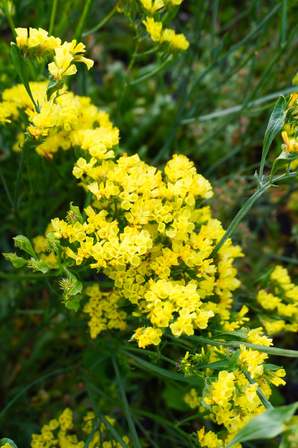 Lemon Yellow Bonduelli