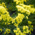 Lemon Yellow Bonduelli