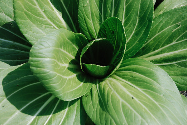 Close up of a green plant