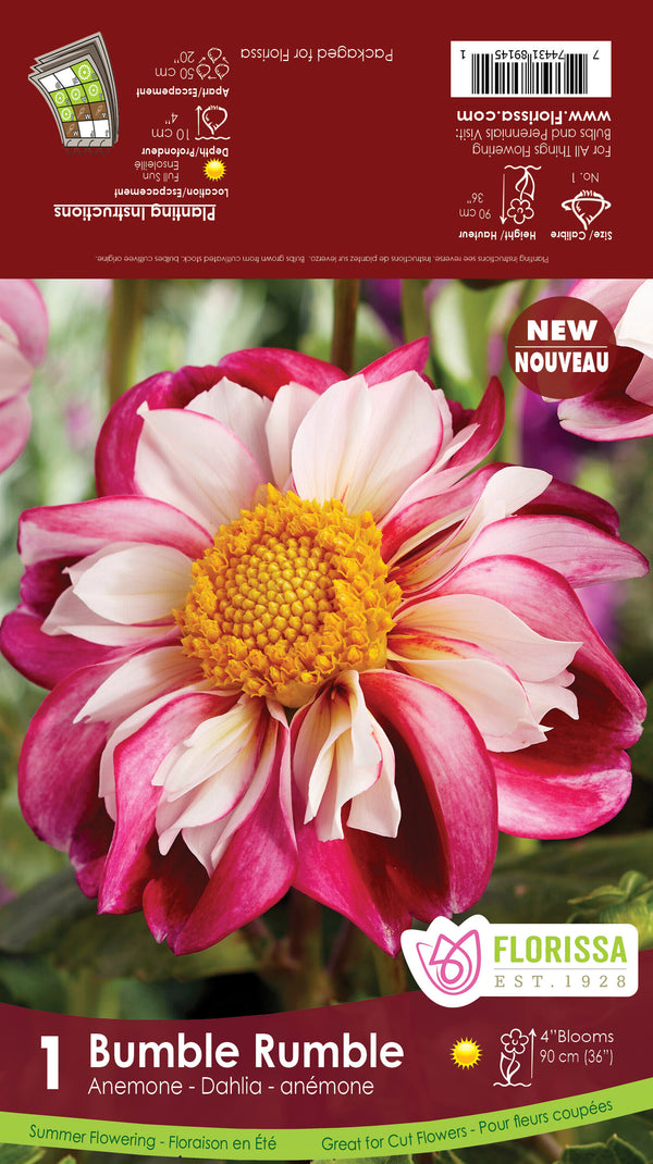 Dahlia Bumble Rumble 1/pk