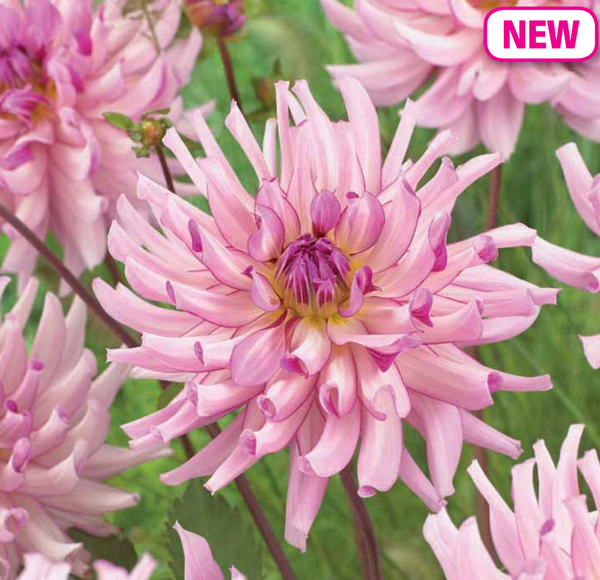 Dahlia Leila Savanna Rose 1pk