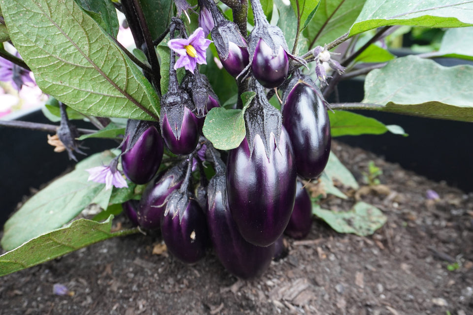 Patio Baby F1