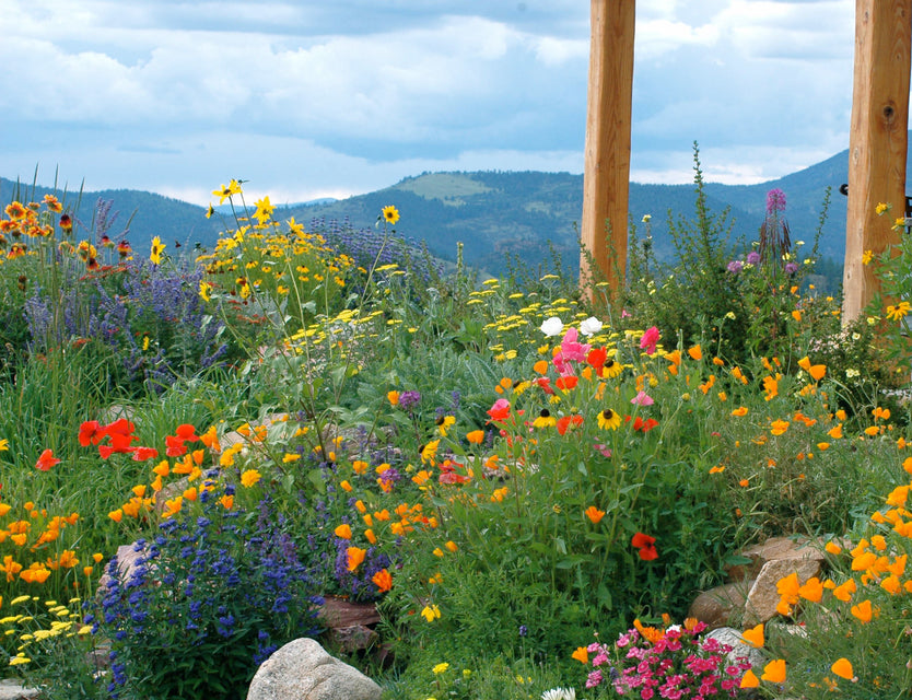 west coast seeds wildflower mix Firewise Blend
