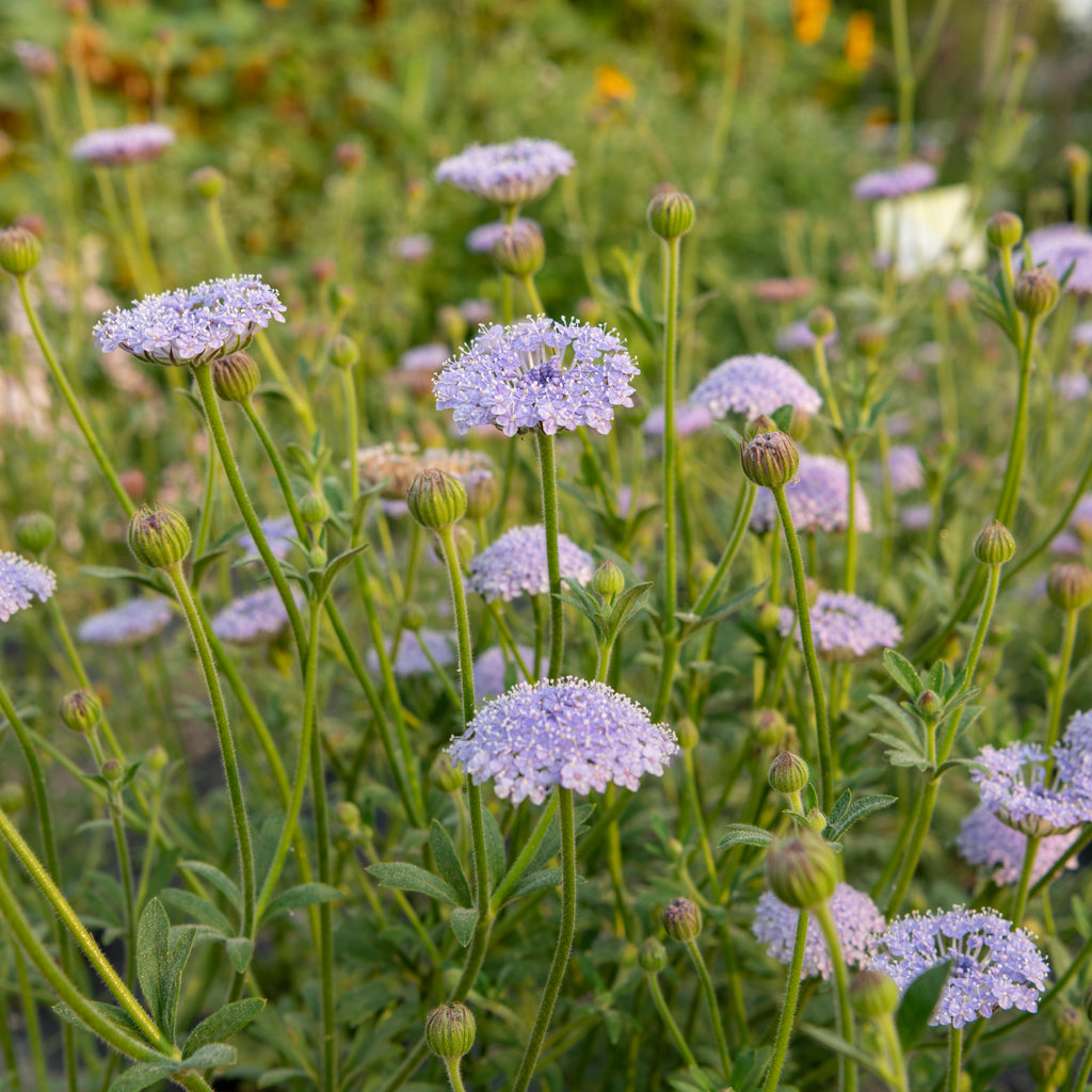 growing lace flower from seed Lace Blue