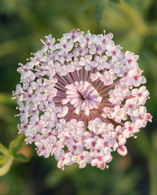 Lace Pink