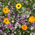 Fragrant Flower Blend