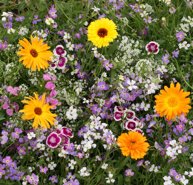 Fragrant Flower Blend