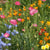 Waterwise Blend