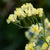 Lemon Yellow Bonduelli