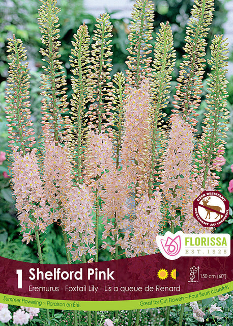 Eremurus Pink Foxtail Lily 1/pk