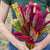 Supercrest Mix