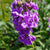 Katz Lavender blue
