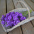 Katz Lavender blue