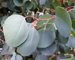 Red Box Polyanthemos – West Coast Seeds