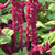 Love-Lies-Bleeding
