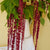 Love-Lies-Bleeding