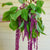 Love-Lies-Bleeding