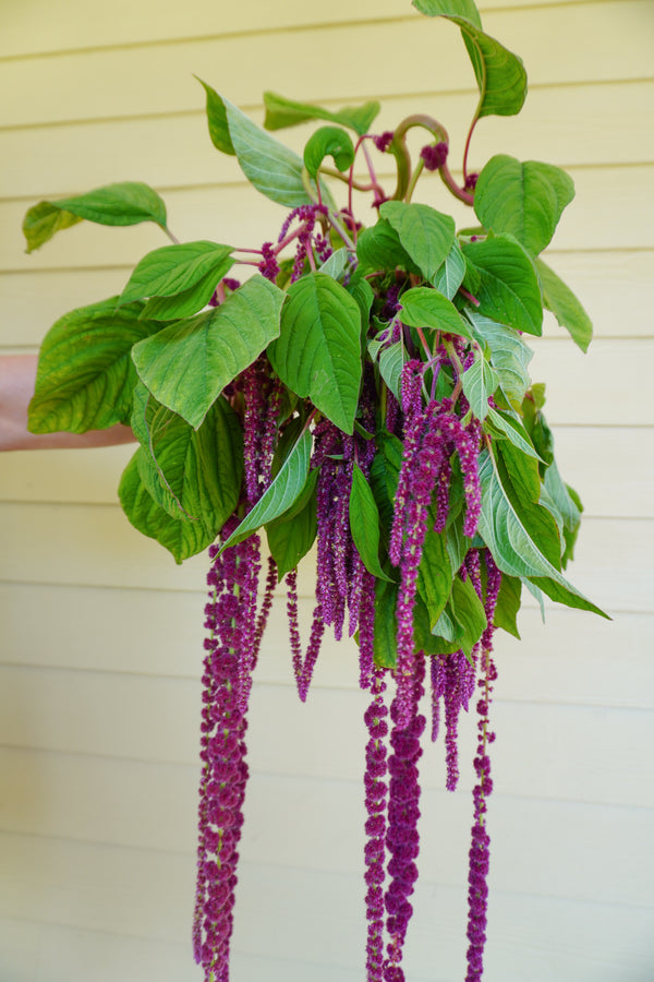 Love-Lies-Bleeding