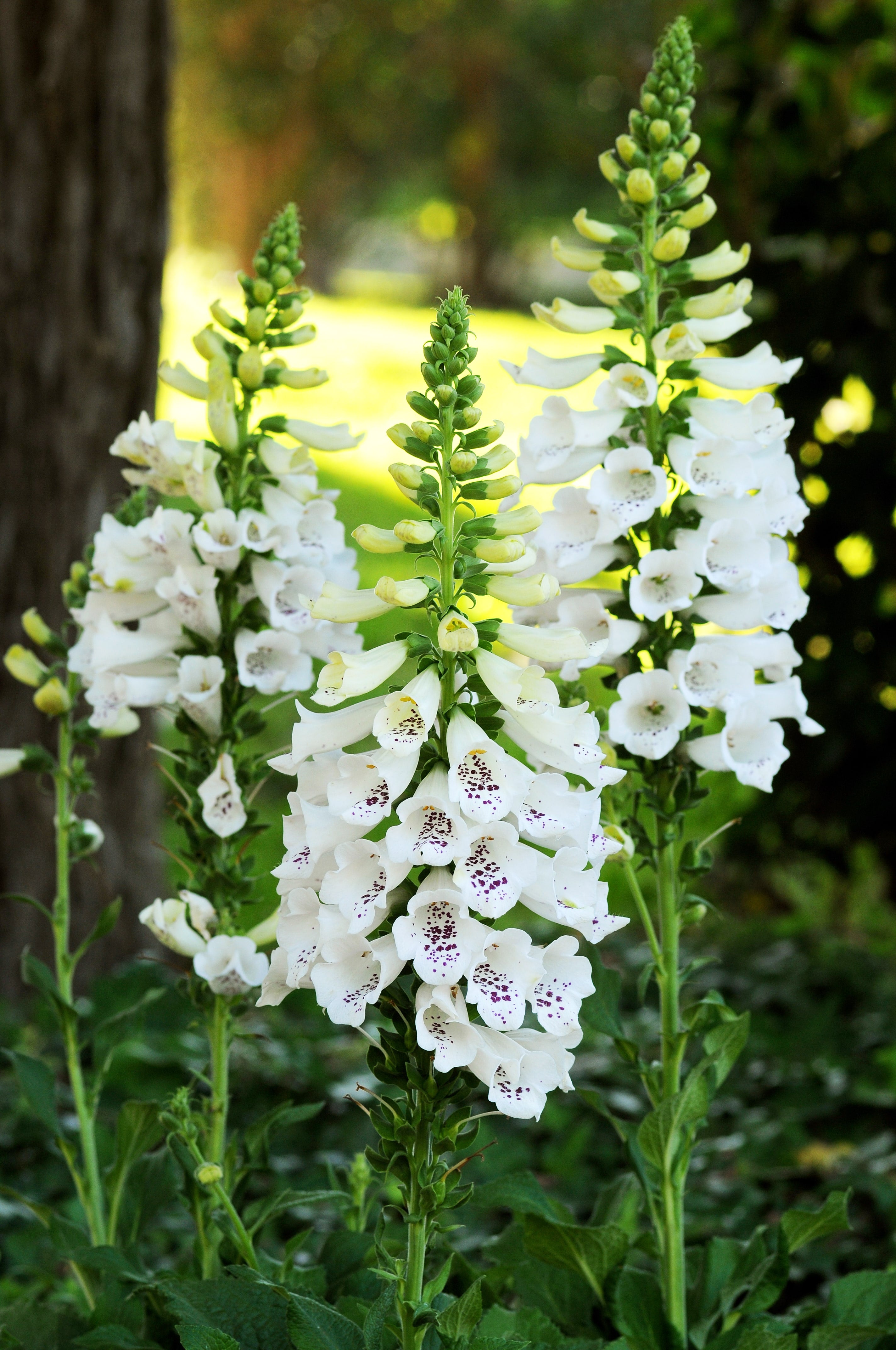 Dalmation White F1 – West Coast Seeds