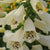 Dalmation White F1