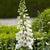 Dalmation White F1