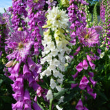 Monstrosa Foxglove