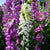 Monstrosa Foxglove